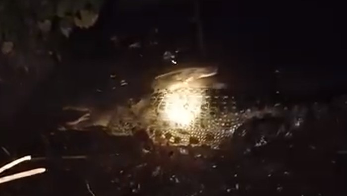 Tangkapan layar video penampakan buaya besar di sekitar permukiman warga di Gang Garuda, Desa Bagendang Hilir, Kecamatan Mentaya Hilir Utara (MHU), Kabupaten Kotawaringin Timur, Kalimantan Tengah. (Istimewa)