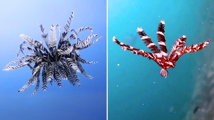 Tahukah kamu bahwa crinoid atau feather star adalah makhluk yang hidup jauh sebelum dinosaurus berkelana di muka bumi.