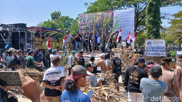 Tebu ditumpahkan di halaman pabrik gula GMM di wilayah Kecamatan Todanan, Kabupaten Blora.