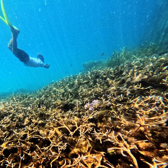Perairan Berau Jadi Jantung Segitiga Terumbu Karang