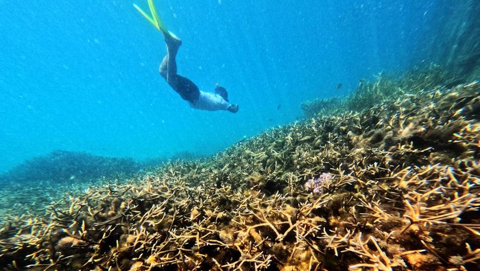 Wisatawan melihat terumbu karang saat menyelam di perairan Pulau Balikukup, Berau, Kalimantan Timur, Senin (1/6/2026). Kementerian Kelautan dan Perikanan (KKP) menyatakan bahwa perairan Berau merupakan jantung segitiga terumbu karang global yang menghubungkan Indonesia dengan Malaysia dan Filipina serta menjadi jalur migrasi berbagai spesies laut yang bernilai tinggi. ANTARA FOTO/Angga Palguna/kye