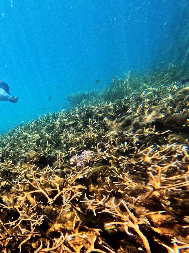 Perairan Berau Jadi Jantung Segitiga Terumbu Karang