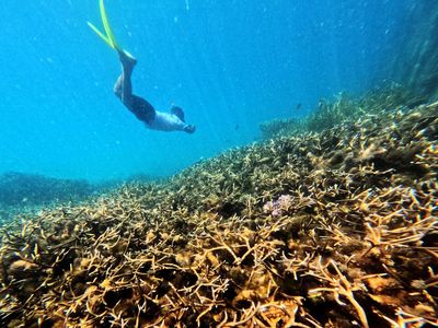 Wisatawan melihat terumbu karang saat menyelam di perairan Pulau Balikukup, Berau, Kalimantan Timur, Senin (1/6/2026). Kementerian Kelautan dan Perikanan (KKP) menyatakan bahwa perairan Berau merupakan jantung segitiga terumbu karang global yang meng