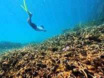 Perairan Berau Jadi Jantung Segitiga Terumbu Karang
