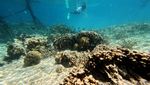 Perairan Berau Jadi Jantung Segitiga Terumbu Karang