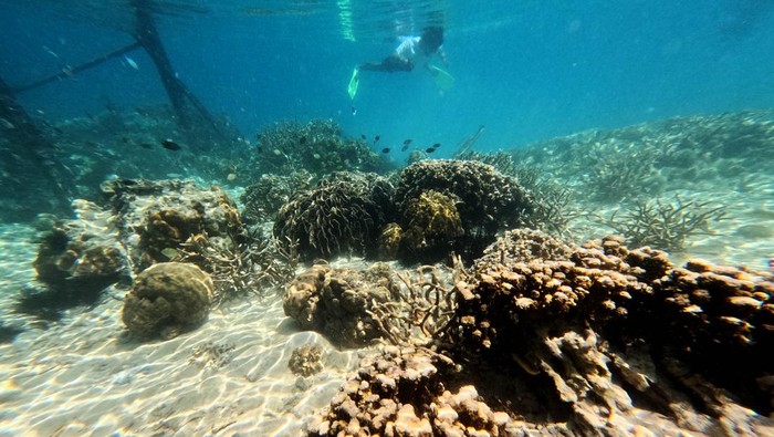 Wisatawan melihat terumbu karang saat menyelam di perairan Pulau Balikukup, Berau, Kalimantan Timur, Senin (1/6/2026). Kementerian Kelautan dan Perikanan (KKP) menyatakan bahwa perairan Berau merupakan jantung segitiga terumbu karang global yang menghubungkan Indonesia dengan Malaysia dan Filipina serta menjadi jalur migrasi berbagai spesies laut yang bernilai tinggi. ANTARA FOTO/Angga Palguna/kye