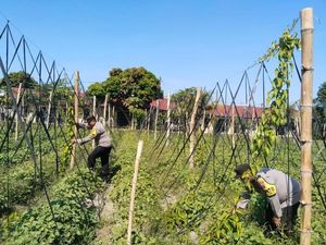 Uwi Ungu Mulai Tumbuh, Polres Kediri Kawal Ketahanan Pangan di Wates