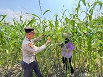 Polisi Sidoarjo Rawat Lahan Jagung di Desa Betro, Dukung Swasembada Pangan