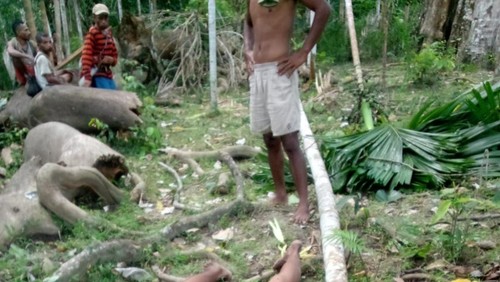 Lokasi pria tewas terjatuh dari pohon pinang di Dusun 04, Desa Oelfatu, Amfoang Barat Laut, Kabupaten Kupang, NTT, Minggu (31/5/2026). (Dok. Polsek Amfoang Utara).