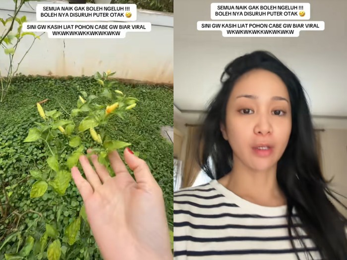 Bunga Zaenal tanam cabai sendiri