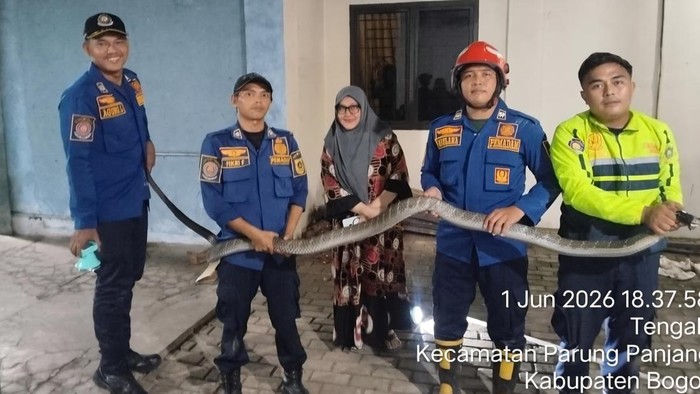 Damkar evakuasi King Kobra 4 meter yang masuk ke garasi rumah warga di Parungpanjang, Bogor.
