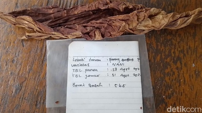 Daun tembakau galabag