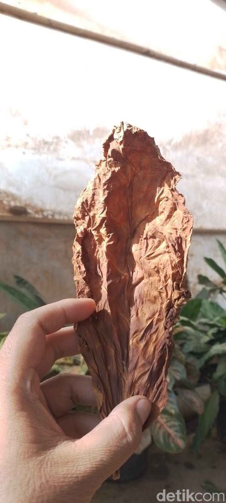 Daun tembakau galabag