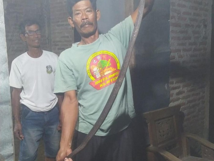 Penampakan kobra Jawa yang dievakuasi dari rumah warga Dukuh Gunden, Desa Tirtomarto, Kecamatan Cawas, Klaten, Selasa (2/6/2026) malam.