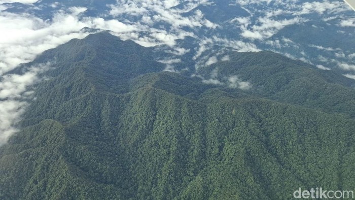 Penampakan hutan hujan tropis Kayan Mentarang di Kaltara. (Oktavian Balang/detikKalimantan)
