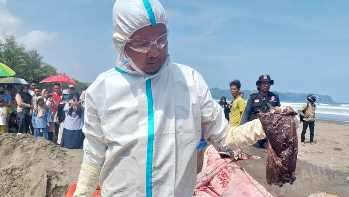 Peneliti menunjukkan organ dalam bangkai hiu tutul usai di autopsi setelah ditemukan terdampar di kawasan Pantai Banjarsari, Kecamatan Nusawungu, Kabupaten Cilacap.