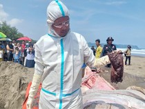 Peneliti Temukan Sampah Plastik di Lambung Hiu Paus yang Terdampar di Cilacap