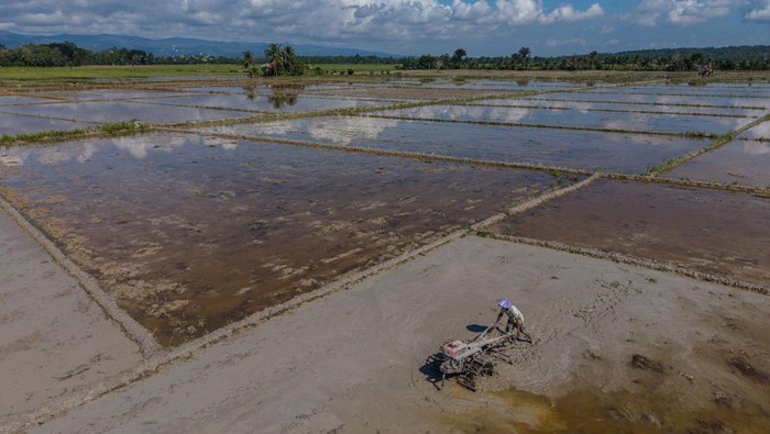 Petani membajak sawah dengan traktor pada lahan bekas banjir di area persawahan Amohalo, Kecamatan Baruga, Kota Kendari, Sulawesi Tenggara, Selasa (2/6/2026). Kelomok tani setempat mulai menggarap kembali area persawahan seluas 151 hektare yang terendam banjir pada Sabtu (9/5) lalu sebagai upaya mempercepat pemulihan sektor pertanian di wilayah itu. ANTARA FOTO/Andry Denisah/YU