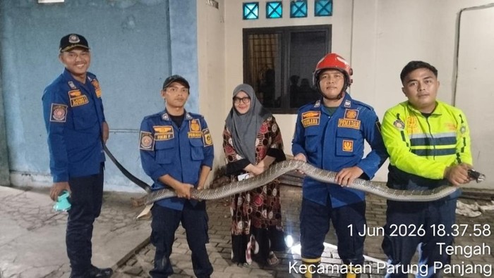 Petugas evakuasi king kobra di rumah warga Bogor.