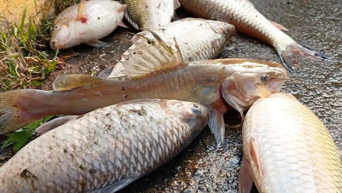 Ribuan ikan mati di irigasi Johar, Kabupaten Karawang