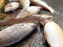 6 Fakta Ikan Mati Massal di Karawang