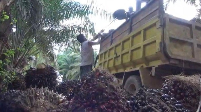 Salah seorang petani sedang memuat TBS ke truk. (Istimewa)
