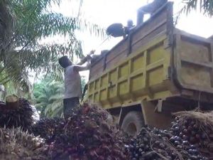 Wabup Sanggau Duga Ada Permainan di Balik Rendahnya Harga Beli Sawit