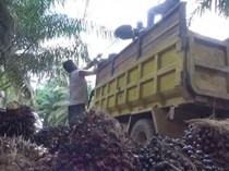 Wabup Sanggau Duga Ada Permainan di Balik Rendahnya Harga Beli Sawit
