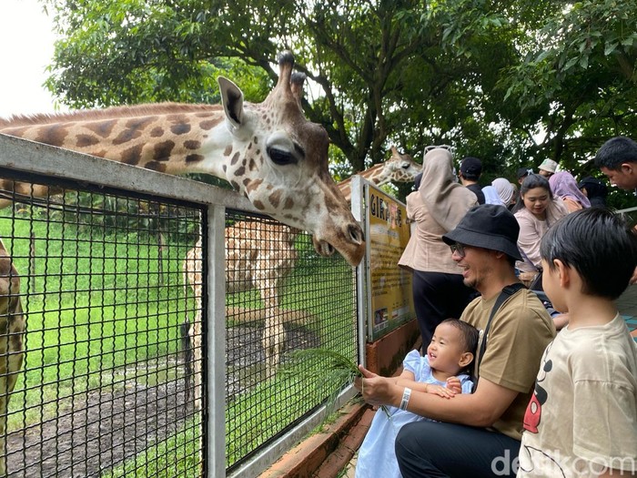 Wisatawan sedang memberi makan Jerapah di Batu Secret Zoo