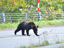 Ngeri, Turis Diserang Beruang Saat Jalan-jalan di Dekat Danau