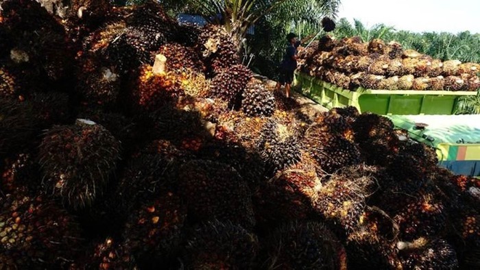 Desakan Dibentuknya Badan Sawit Nasional, Seberapa Penting?