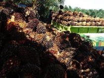 Desakan Dibentuknya Badan Sawit Nasional, Seberapa Penting?