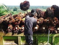 Dugaan Kartel di Balik Anjloknya Harga Sawit