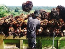 Dugaan Kartel di Balik Anjloknya Harga Sawit