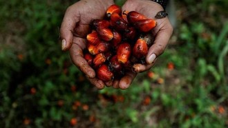 Limbah Pabrik Sawit Diolah Jadi Gas, Bisa Pangkas Emisi 28.000 Ton/Tahun