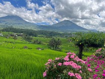 Dulu Turis Eropa, Kini Asia dan Domestik Mendominasi Jatiluwih