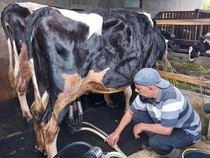 Siasat Peternak Sapi Perah di Kota Batu Hadapi Ancaman Kemarau