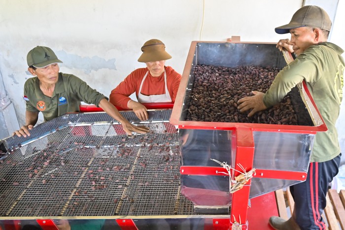 Pekerja melakukan proses pemilahan ukuran biji kakao yang sudah difermentasi di Koperasi Kakao Kerta Semaya Samaniya, Jembrana, Bali, Rabu (3/6/2026). Koperasi tersebut menyerap biji kakao dari 37 kelompok tani di wilayah Jembrana untuk diproduksi menjadi biji kakao fermentasi dengan kapasitas produksi sekitar 50 ton per tahun untuk diekspor ke sejumlah negara seperti Prancis, Belanda, Belgia, dan Jepang. ANTARA FOTO/Fikri Yusuf/bar