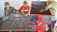 Koperasi tersebut menyerap biji kakao dari 37 kelompok tani di wilayah Jembrana untuk diproduksi menjadi biji kakao fermentasi dengan kapasitas produksi sekitar 50 ton per tahun untuk diekspor ke sejumlah negara seperti Prancis, Belanda, Belgia, dan Jepang.Foto: ANTARA FOTO/FIKRI YUSUF