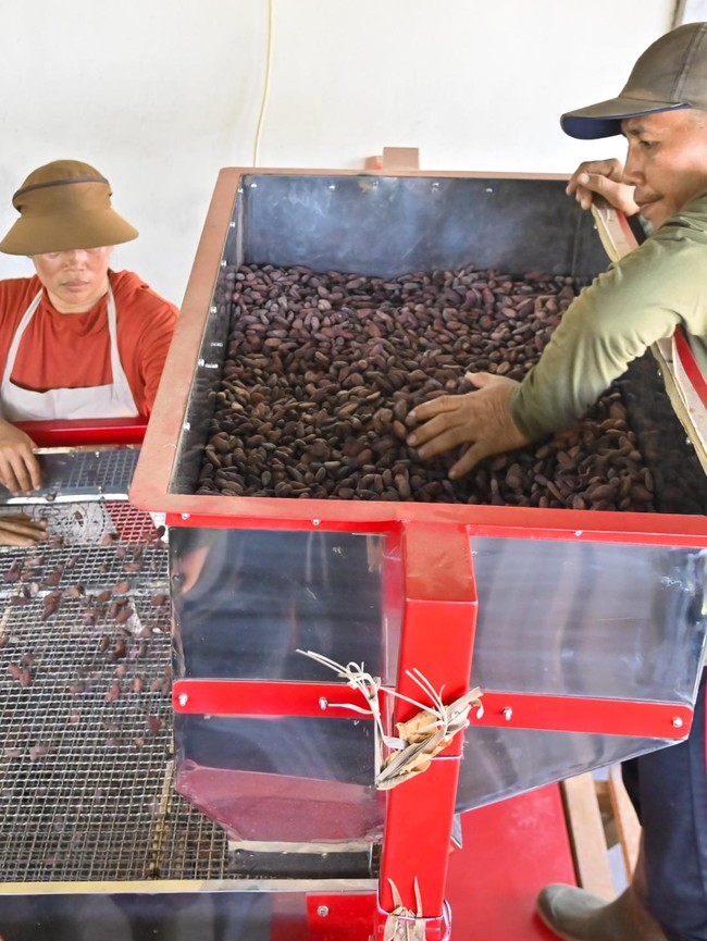 Aroma Kakao Jembrana yang Menembus Pasar Dunia