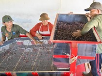 Aroma Kakao Jembrana yang Menembus Pasar Dunia