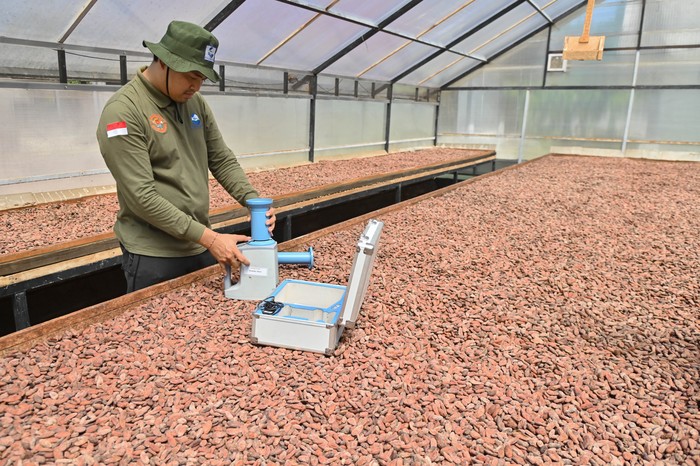 Pekerja melakukan proses pemilahan ukuran biji kakao yang sudah difermentasi di Koperasi Kakao Kerta Semaya Samaniya, Jembrana, Bali, Rabu (3/6/2026). Koperasi tersebut menyerap biji kakao dari 37 kelompok tani di wilayah Jembrana untuk diproduksi menjadi biji kakao fermentasi dengan kapasitas produksi sekitar 50 ton per tahun untuk diekspor ke sejumlah negara seperti Prancis, Belanda, Belgia, dan Jepang. ANTARA FOTO/Fikri Yusuf/bar