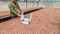 Pekerja melakukan proses pemilahan ukuran biji kakao yang sudah difermentasi di Koperasi Kakao Kerta Semaya Samaniya, Jembrana, Bali, Rabu (3/6/2026). Foto: ANTARA FOTO/FIKRI YUSUF
