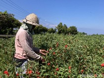 Harga Bunga Gemitir Tembus Rp 25 Ribu/Kg Jelang Galungan-Kuningan