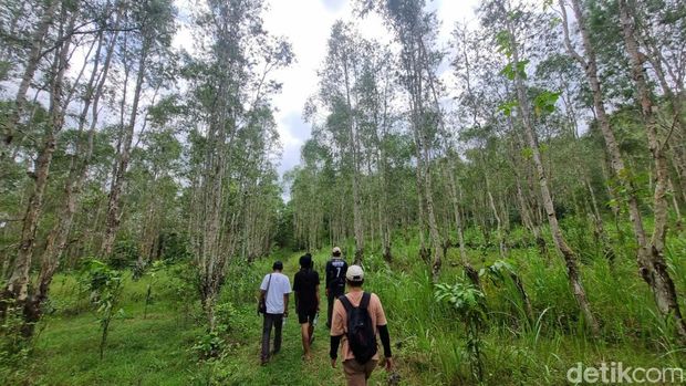 Suasana Tahura Bunder Gunungkidul yang masih asri. Tahura Bunder menyuguhkan rute tracking dengan panorama Watu Sipat, Sungai Oya, dan juga penangkaran rusa. Di sini juga menyediakan kamping dengan harga terjangkau. Foto diambil Selasa (2/6/2026).