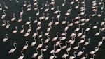 Surga Flamingo Terancam Hilang Gegara Proyek Resor Mewah Menantu Trump