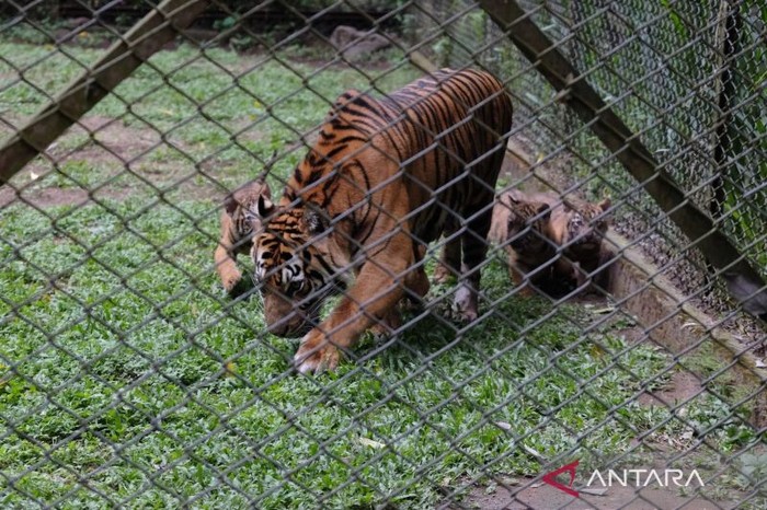 Anak harimau sumatra (Panthera tigris sumatrae) bersama indukan betina bernama Dini, saat diperkenalkan di hadapan awak media, di fasilitas penangkaran harimau sumatera di kawasan Taman Safari Indonesia II Prigen, Kabupaten Pasuruan, Jawa Timur, Rabu (3/6/2026).