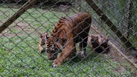 Momen Langka! Induk Harimau Sumatra Melahirkan 4 Anak Sekaligus di Prigen