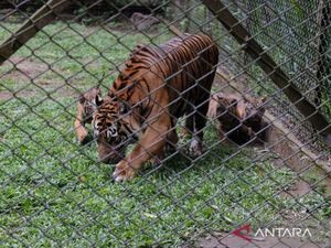 Momen Langka! Induk Harimau Sumatra Melahirkan 4 Anak Sekaligus di Prigen