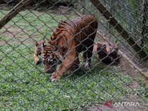 Momen Langka! Induk Harimau Sumatra Melahirkan 4 Anak Sekaligus di Prigen